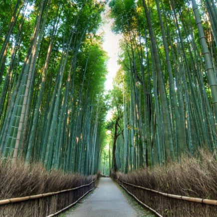 Arashiyama Bamboo Forrest. Credit: Alexander De Leon Battista. Licensed under CC. Original modified.