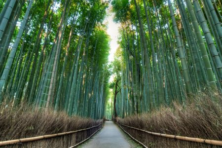 Arashiyama Bamboo Forrest. Credit: Alexander De Leon Battista. Licensed under CC. Original modified.