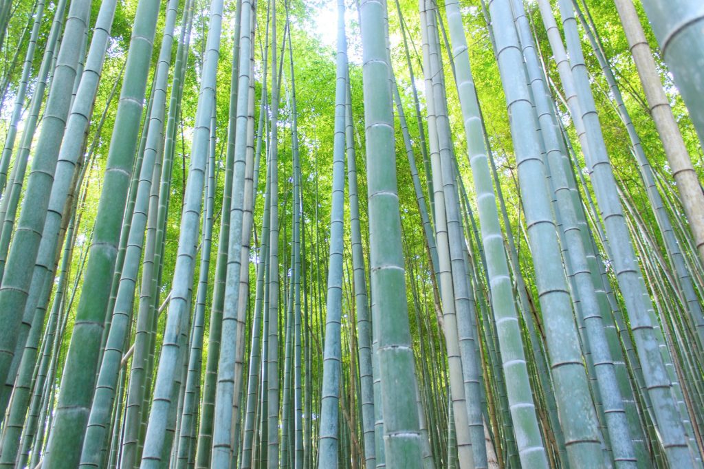 Bamboo stems at Arashiyama Bamboo Forest. Credit: Robert James Hughes. Licensed under CC.