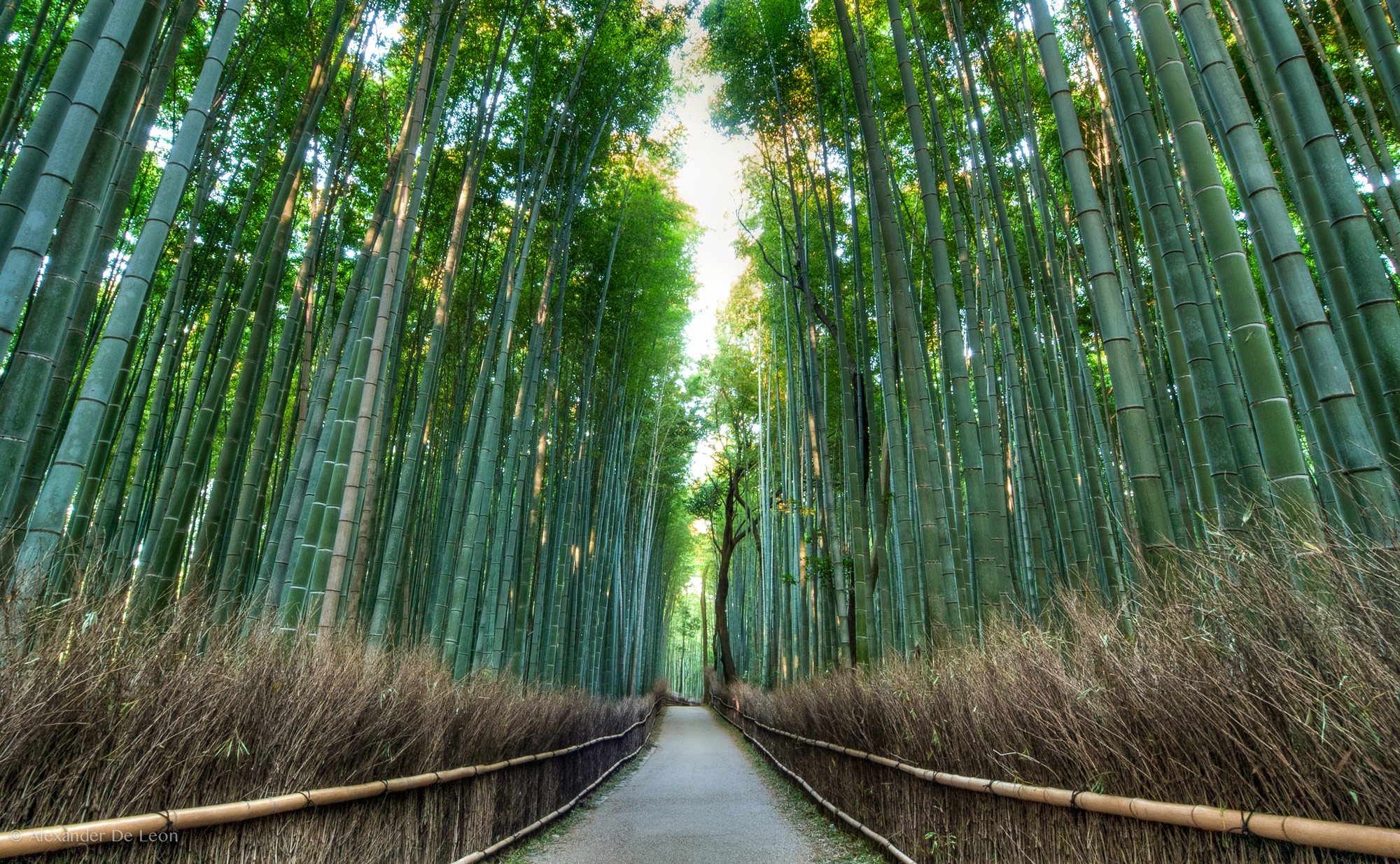 Arashiyama Bamboo Grove