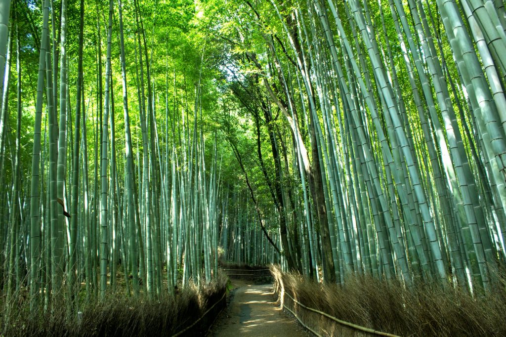 Arashiyama Bamboo Forest. Credit: Antonio Campoy. Licensed under CC. Original modified.