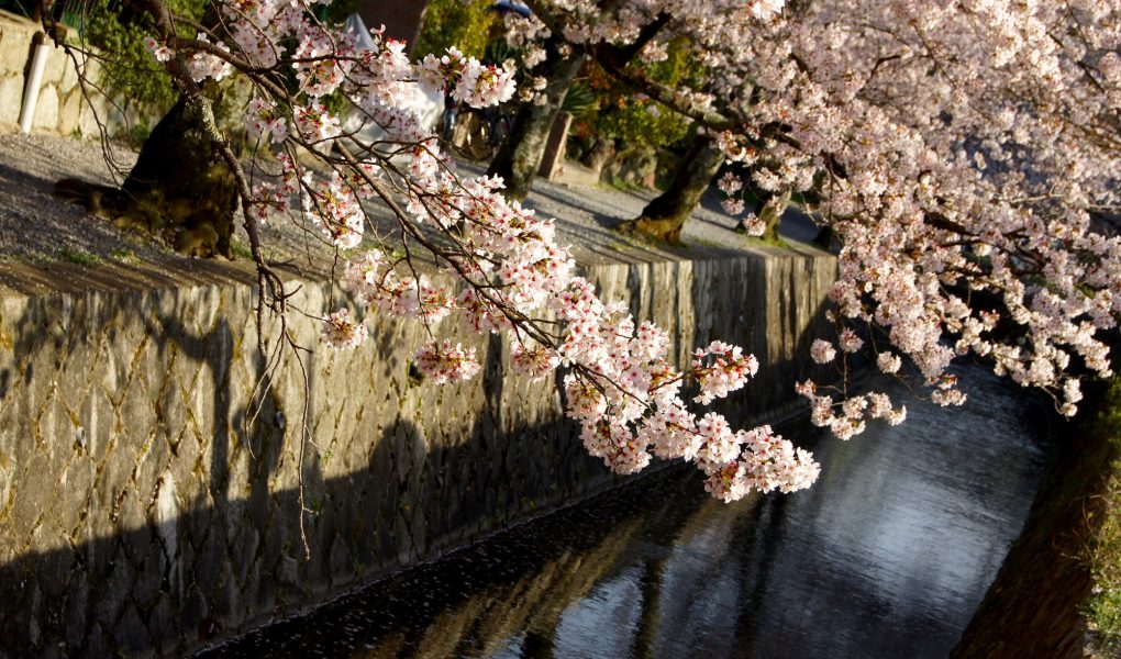 Philosophers Walk, Kyoto. Credit: Lucas Mascaro. Licensed under CC.