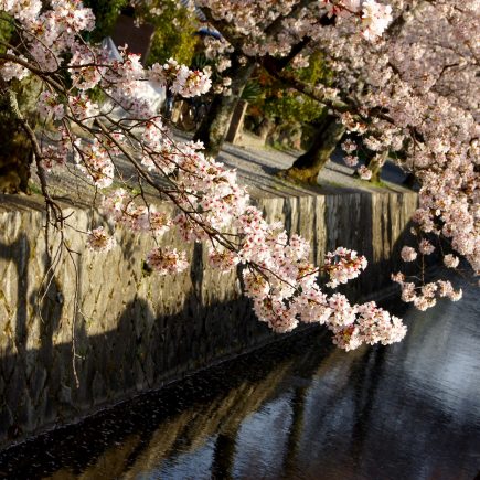 Philosophers Walk, Kyoto. Credit: Lucas Mascaro. Licensed under CC.