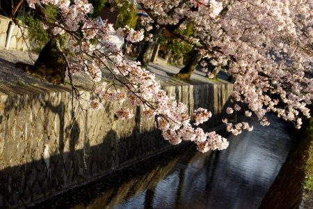 Philosophers Walk, Kyoto. Credit: Lucas Mascaro. Licensed under CC.