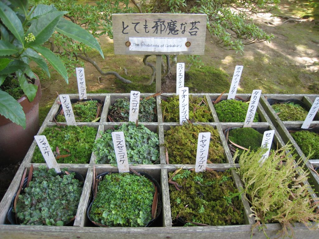 Display of moss types found in the temple garden. Credit: Connie. Licensed under CC.