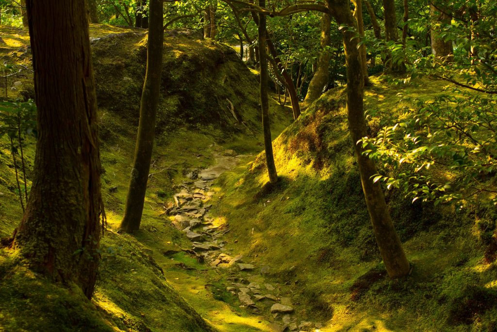 Ginkaku-ji moss covered path. Credit: y.ganden. Licensed under CC.