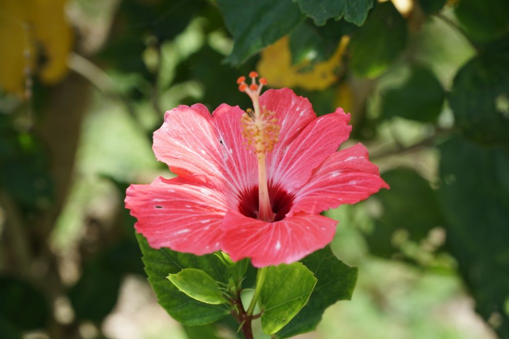 Kurima island, Hibiscus. Photo © touristinjapan.com.