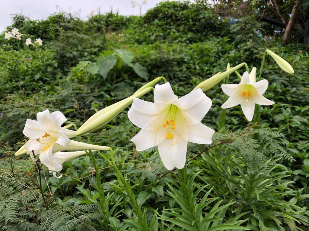 White trumpet lilies. Photo © touristinjapan.com.