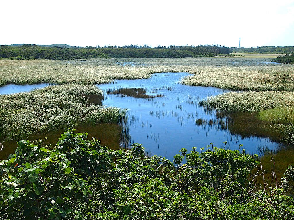 Ikema Wetland, Miyakojima. Credit: Paipateroma. Licensed under CC BY-SA 3.0.