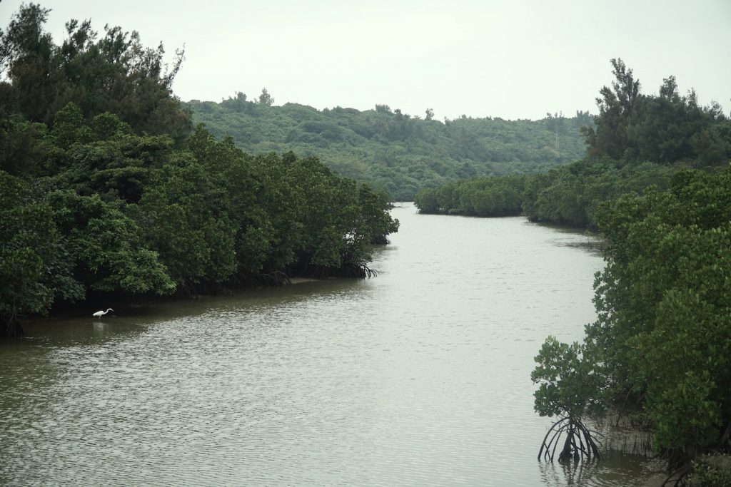 Shimajiri Mangrove, Miyakojima. © touristinjapan.com