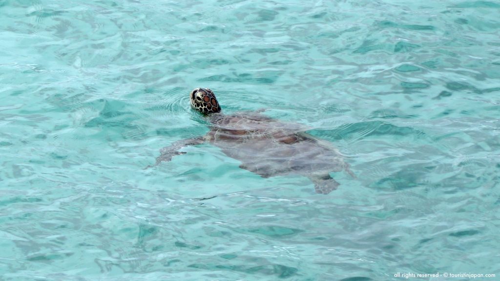 Sea turtle at Kurima Island, Miyakojima. Photo © touristinjapan.com.