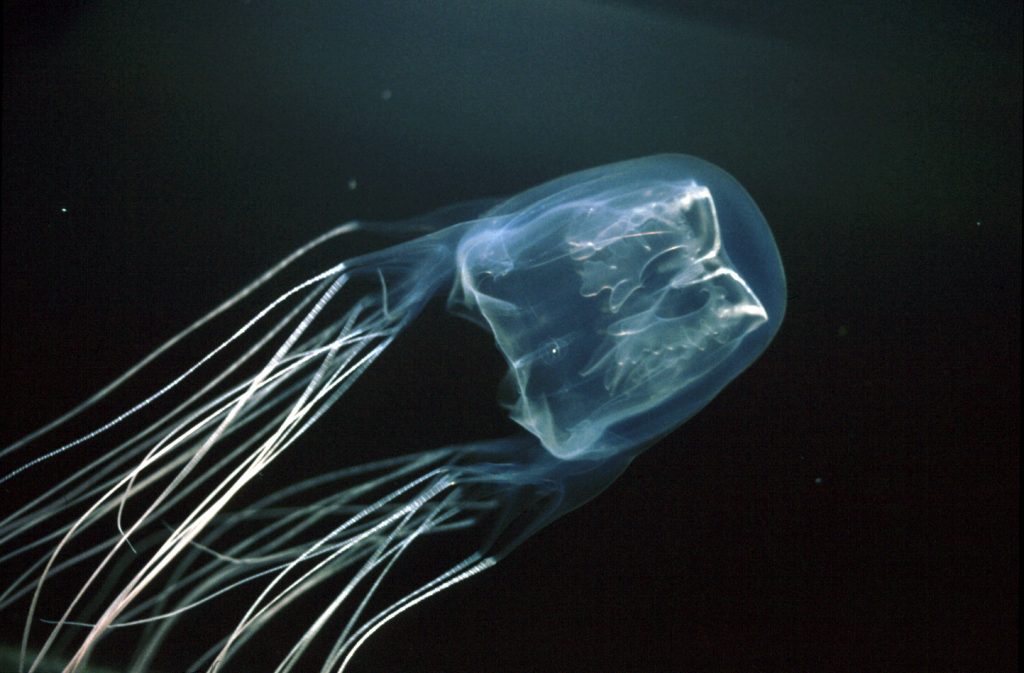 Box Jellyfish. Okinawa Beach safety. Photo kindly provided by 「Okinawa Prefectural Government Institute of Health and Environment」