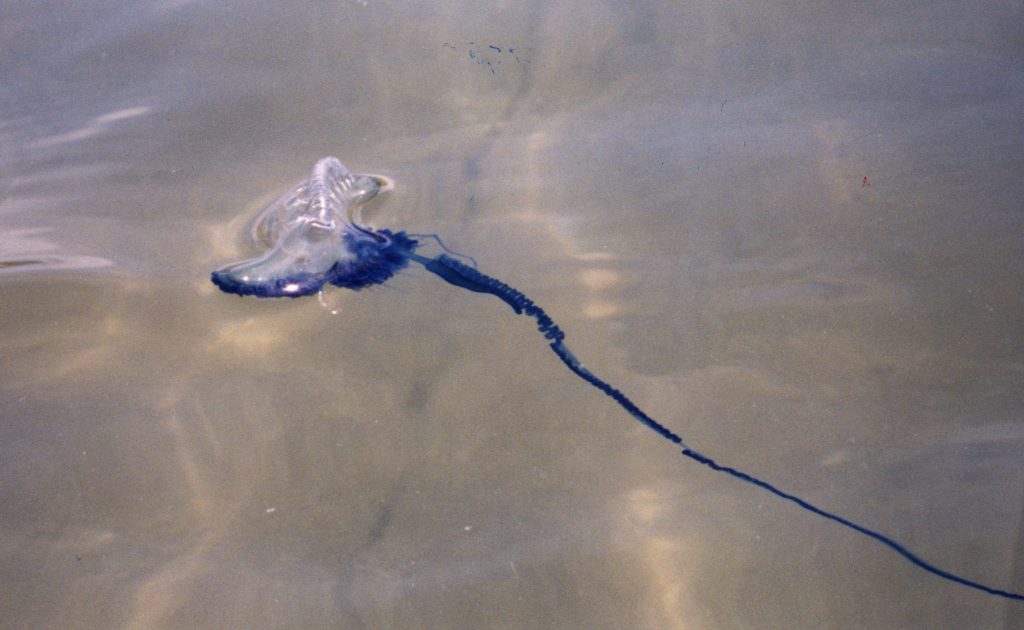 Portugese man-of-war. Okinawa Beach safety. Photo kindly provided by 「Okinawa Prefectural Government Institute of Health and Environment」