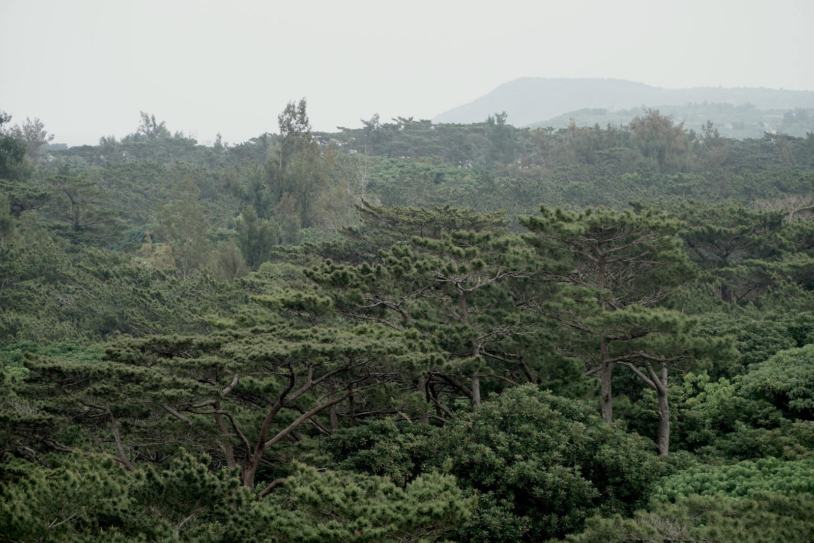 Miyakojima Botanical Garden © touristinjapan.com