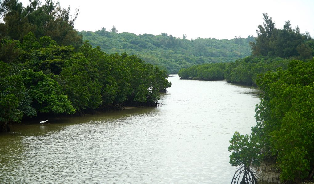 Shimajiri Mangrove Forest. © touristinjapan.com