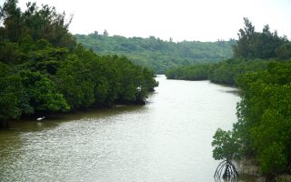 Shimajiri Mangrove Forest. © touristinjapan.com