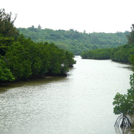 Shimajiri Mangrove Forest. © touristinjapan.com