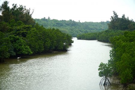 Shimajiri Mangrove Forest. © touristinjapan.com