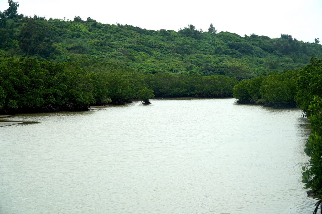 Shimajiri Mangrove Forest. © touristinjapan.com
