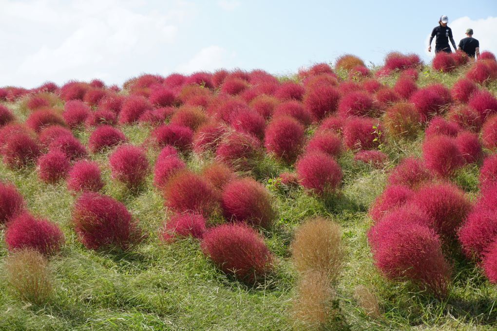 Umi no Nakamichi Seaside Park. © touristinjapan.com