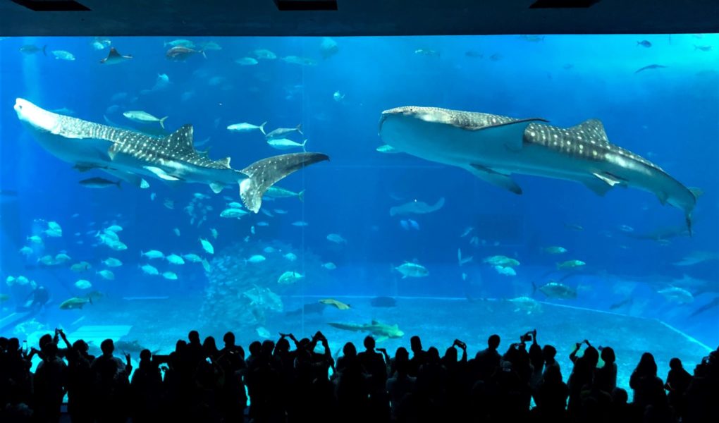 Okinawa Churaumi Aquarium. © touristinjapan.com