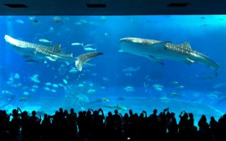 Okinawa Churaumi Aquarium. © touristinjapan.com