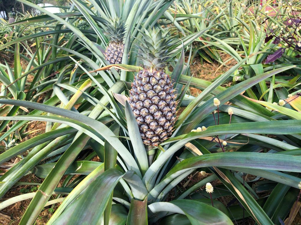 Nago Pineapple Park, Okinawa. © touristinjapan.com