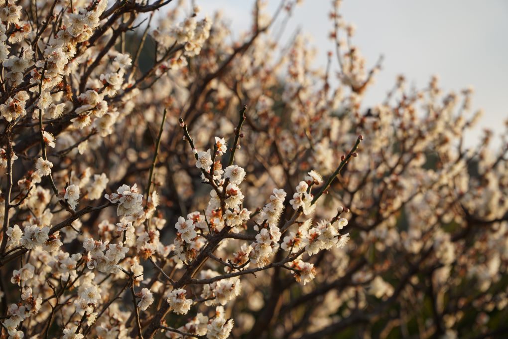 Blossoms at Glover Garden, Nagasaki. © touristinjapan.com