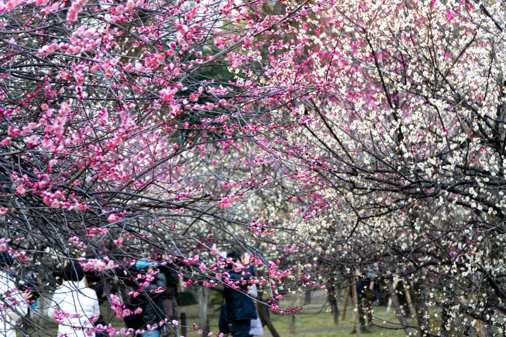 Plum Garden at Shukkeien Garden, Hiroshima. © touristinjapan.com