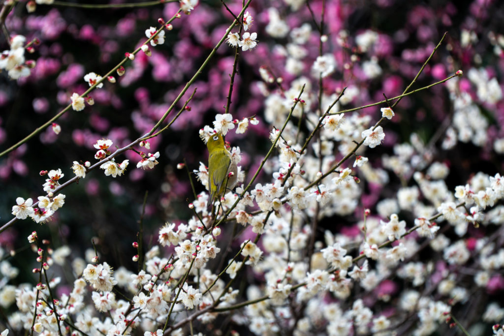 Plum Garden at Shukkeien Garden, Hiroshima. © touristinjapan.com