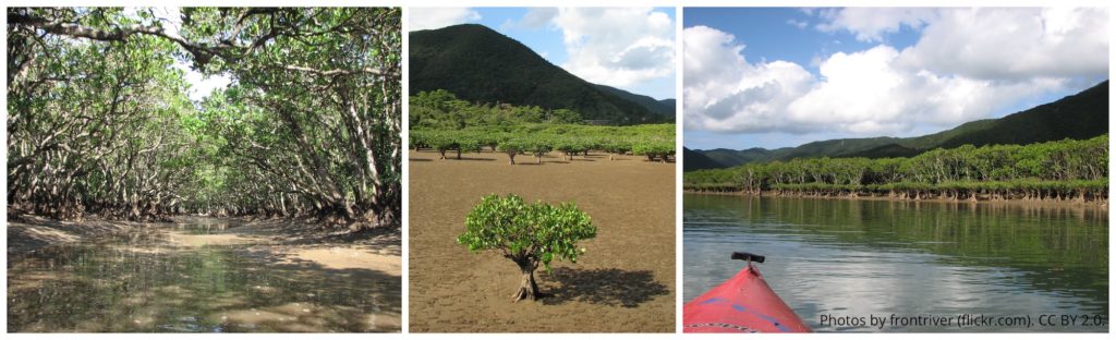 Amami Mangrove Primeval Forest. Photo by frontriver (flickr.com). CC BY 2.0.