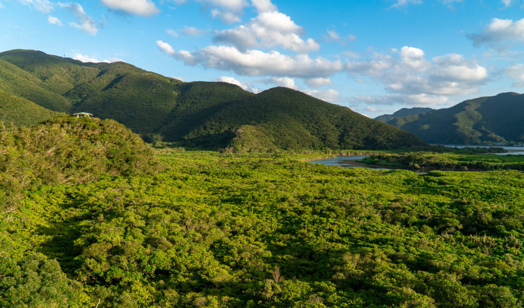 Amami Mangrove Primeval Forest. © touristinjapan.com