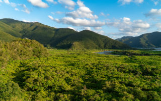 Amami Mangrove Primeval Forest. © touristinjapan.com