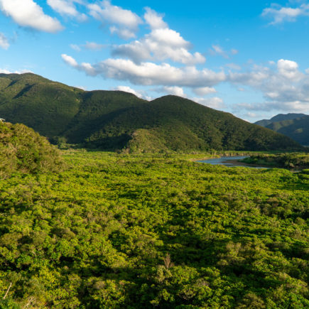 Amami Mangrove Primeval Forest. © touristinjapan.com