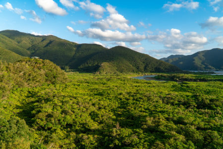 Amami Mangrove Primeval Forest. © touristinjapan.com