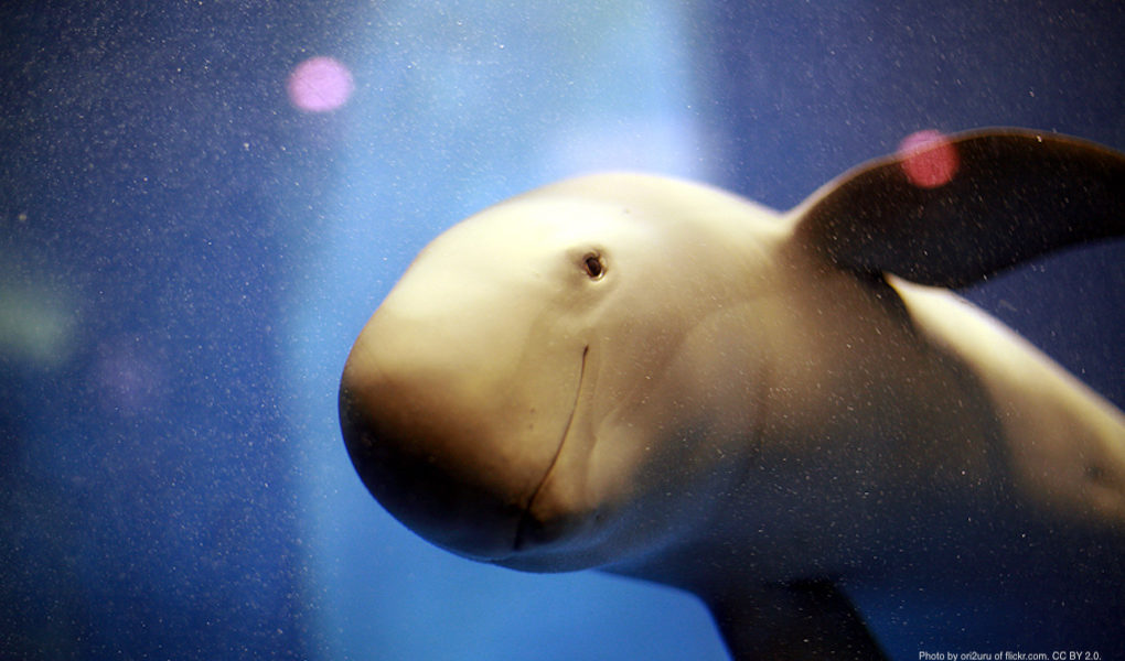 Finless Porpoise at Miyajima Aquarium. Photo by ori2uru. CC BY 2.0.