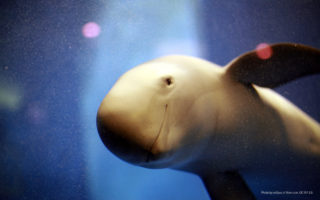 Finless Porpoise at Miyajima Aquarium. Photo by ori2uru. CC BY 2.0.