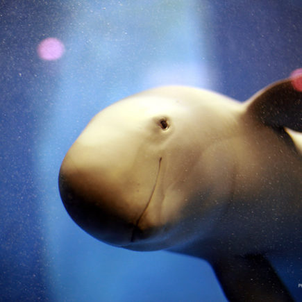 Finless Porpoise at Miyajima Aquarium. Photo by ori2uru. CC BY 2.0.