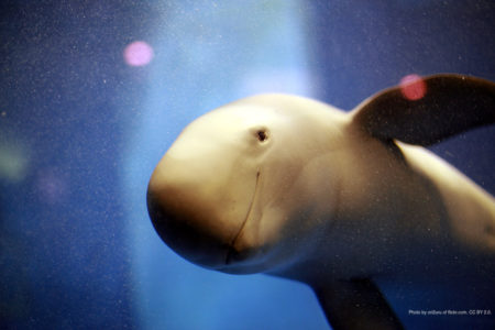 Finless Porpoise at Miyajima Aquarium. Photo by ori2uru. CC BY 2.0.