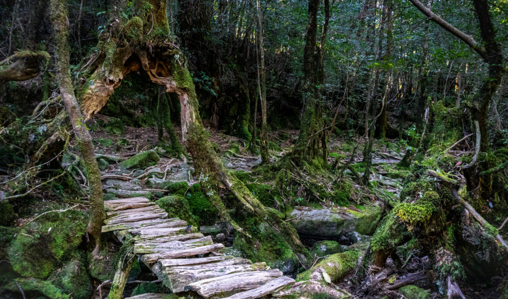 Shiratani Unsuikyo Ravine, Yakushima Island. © touristinjapan.com