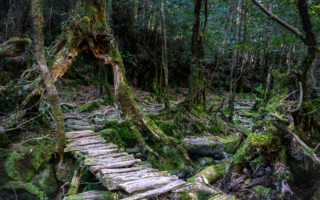 Shiratani Unsuikyo Ravine, Yakushima Island. © touristinjapan.com