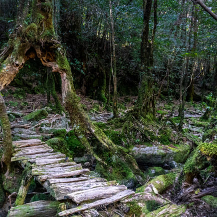 Shiratani Unsuikyo Ravine, Yakushima Island. © touristinjapan.com