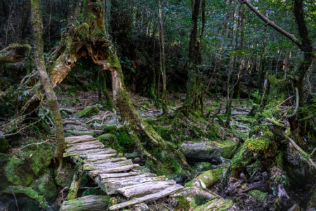 Shiratani Unsuikyo Ravine, Yakushima Island. © touristinjapan.com