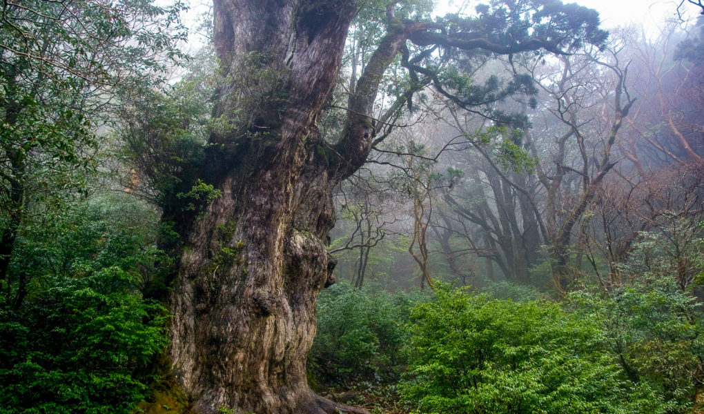 Jomon Sugi Cedar on Yakushima. Photo by Σ64. CC BY 3.0. Photo modified.