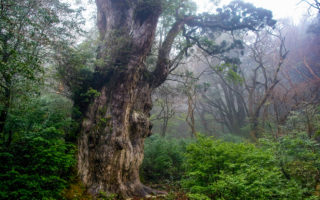 Jomon Sugi Cedar on Yakushima. Photo by Σ64. CC BY 3.0. Photo modified.