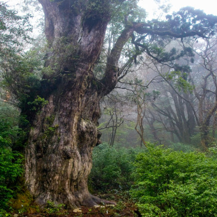 Jomon Sugi Cedar on Yakushima. Photo by Σ64. CC BY 3.0. Photo modified.