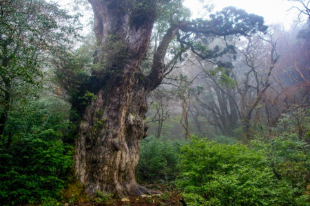 Jomon Sugi Cedar on Yakushima. Photo by Σ64. CC BY 3.0. Photo modified.