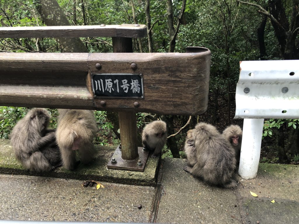 Monkeys on Yakushima. © touristinjapan.com