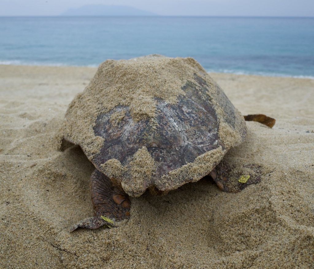 Sea Turtle on the beach in Yakushima. Photo by yuichi hayakawa. CC BY-SA 2.0.