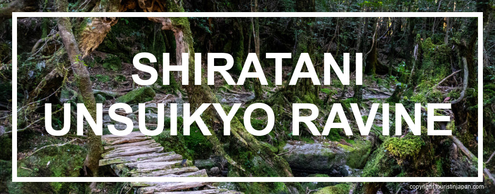 Yakushima Shiratani Unsuikyo Ravine Itinerary. © touristinjapan.com